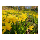 Search for large flower posters Petals