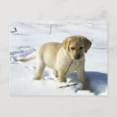Search for yellow snow postcards Cute