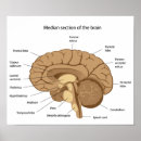 Search for brain anatomy posters Diagram