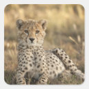 Search for wildcat stickers Animal