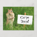 Recherche de tamia cartes postales Mignon