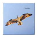 Search for osprey Animal