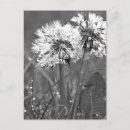 Recherche de pissenlit rose cartes postales Floral