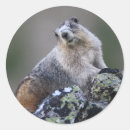 Search for marmot stickers Cute