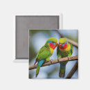 Search for lorikeet parrot magnets Australian