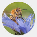Search for honeybee stickers Blue