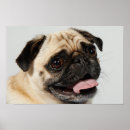 Recherche de images de chien posters Photographie