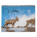 Search for bison calendars Yellowstone national park