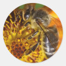 Search for beehives stickers Apiarist
