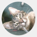 Search for tiger stripe stickers Cats