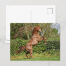 Recherche de étalon cartes postales Animal