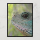 Search for smiling lizard Animal