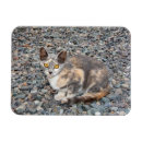 Search for cases magnets Cat