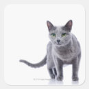 Search for russian blue cat stickers Nature