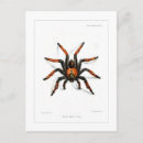 Recherche de arachnides cartes postales Illustration