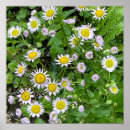 Search for daisy square posters Botanical