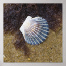 Search for seaweed print posters Coast