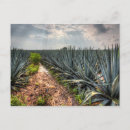 Search for distiller postcards Tequila drink