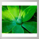Recherche de agave posters Flore