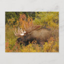 Recherche de l alaska cartes postales Automne