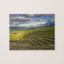 Search for vineyard puzzles Viticulture