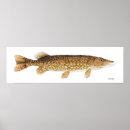 Search for freshwater fish posters Pike
