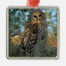 Search for barred owl ornaments Usa