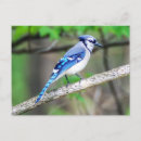 Search for blue jay bird postcards Birder