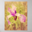 Search for pink iris posters Purple