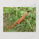 Recherche de salamandre vœux cartes Faune