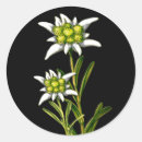 Search for edelweiss stickers Floral