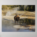 Search for american bison posters Wyoming