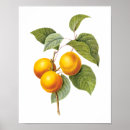 Search for vintage peach illustration posters Retro