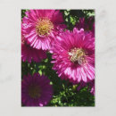 Search for asters postcards Pink