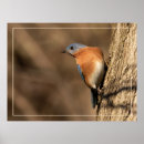 Search for bluebird posters Wildlife