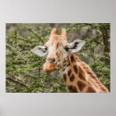 Recherche de giraffe portrait posters Girafe