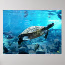 Search for habitats posters Conservation