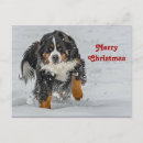Search for mountain dog postcards Snow