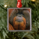 Recherche de orang outan ornements Pongo pygmaeus