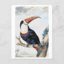 Search for vintage bird paintings postcards Illustration