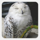 Search for snowy owls stickers Cute