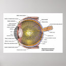 Recherche de oeil humain posters Médecine