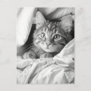 Search for tabby postcards Black and white