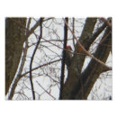 Recherche de pivert posters Nature