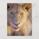 Recherche de regard de lion posters Tête d'animal