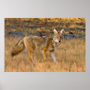 Recherche de canis posters Fourrure