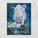 Search for sea turtle postcards Souvenir