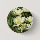 Search for tulip photos buttons Nature