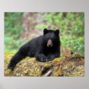 Search for omnivorous posters Fauna