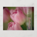 Recherche de tulpe cartes postales Fleurs